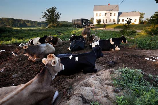 cows on maine farm