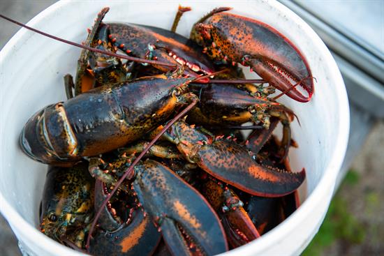 Lobster Stock _ Acadia CODEL