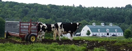 dairy farm cows