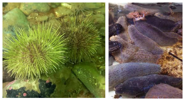 maine sea urchin and sea cucumber